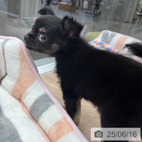 チワワの写真