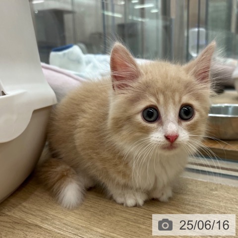 ノルウェージャンフォレストキャットの写真