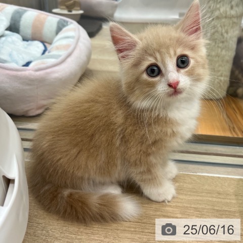 ノルウェージャンフォレストキャットの写真