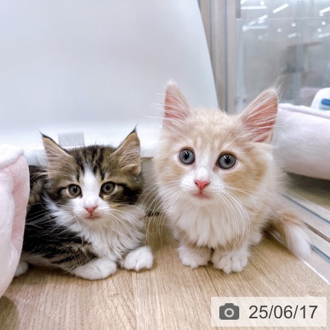 ノルウェージャンフォレストキャットの写真