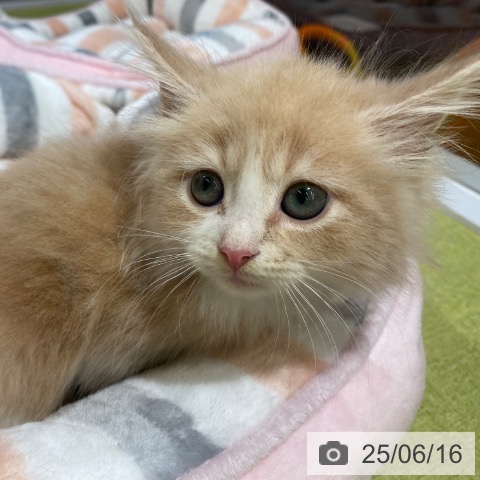 ノルウェージャンフォレストキャットの写真