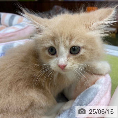 ノルウェージャンフォレストキャットの写真