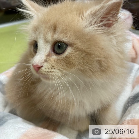 ノルウェージャンフォレストキャットの写真