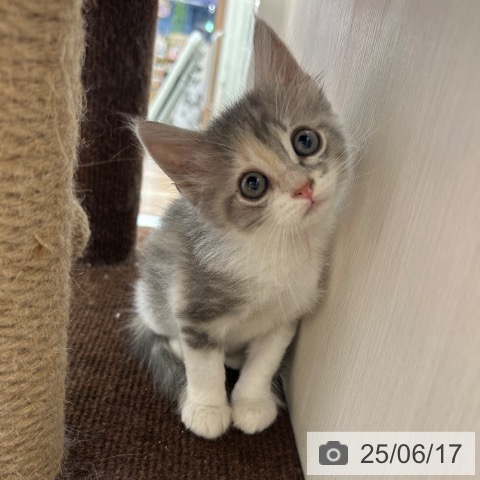 ノルウェージャンフォレストキャットの写真