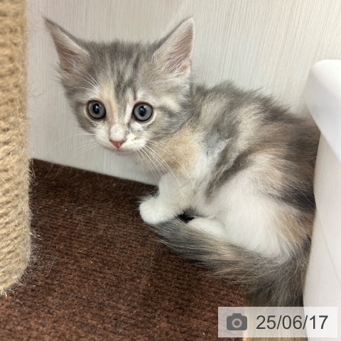 ノルウェージャンフォレストキャットの写真