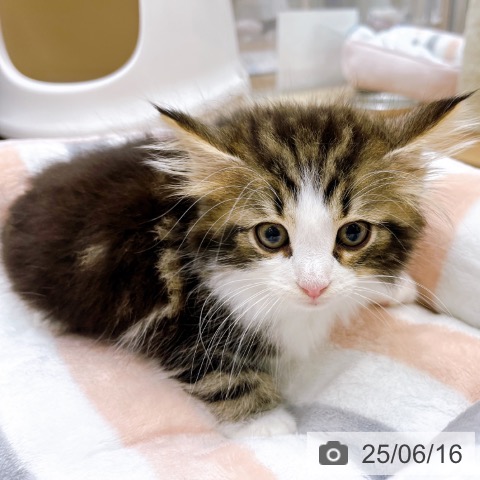 ノルウェージャンフォレストキャットの写真