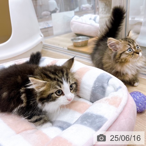 ノルウェージャンフォレストキャットの写真