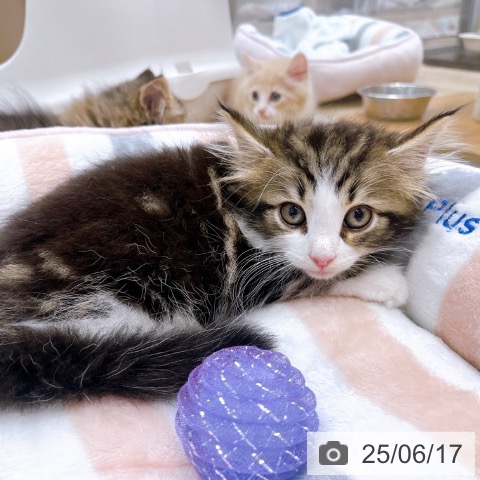 ノルウェージャンフォレストキャットの写真