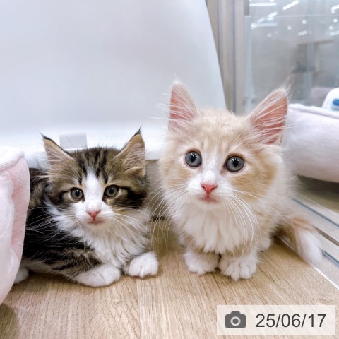 ノルウェージャンフォレストキャットの写真