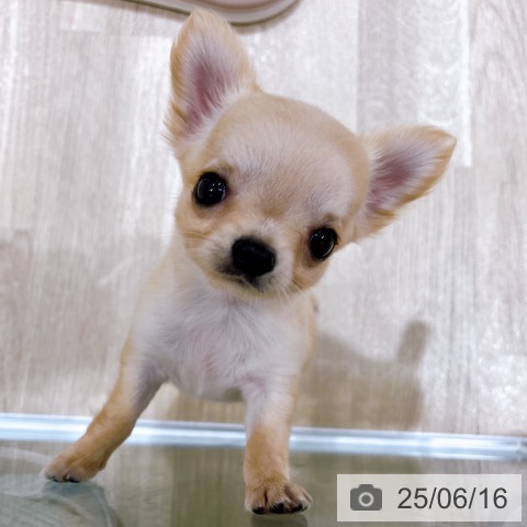 チワワの写真