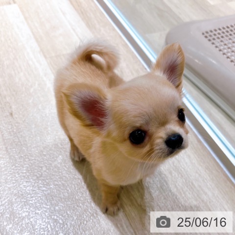 チワワの写真