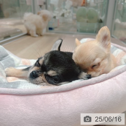 チワワの写真