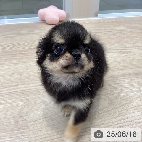 チワワの写真