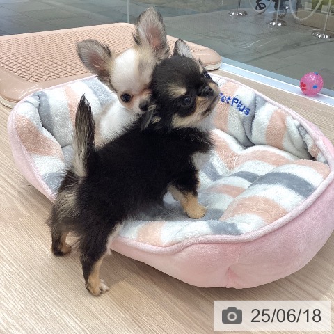 チワワの写真