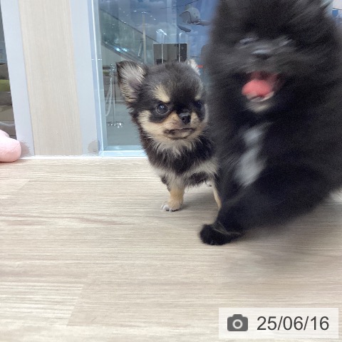 チワワの写真