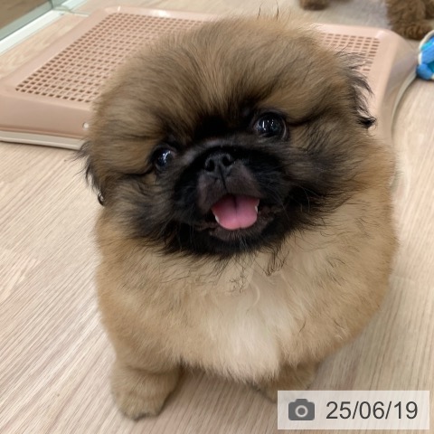 ペキニーズの写真