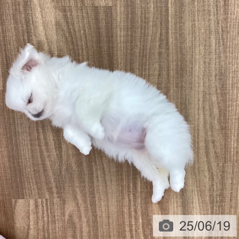 ペキニーズの写真