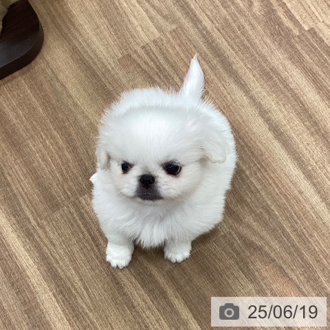 ペキニーズの写真