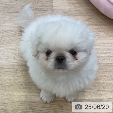 ペキニーズの写真