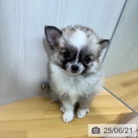 チワワの写真