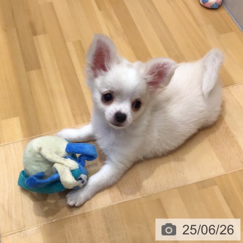 チワワの写真