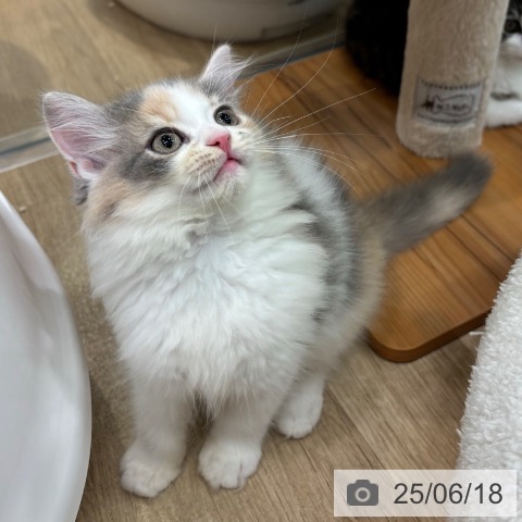 ラガマフィンの写真