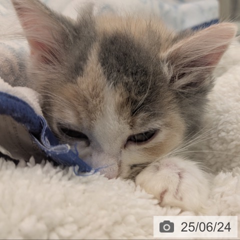 ラガマフィンの写真