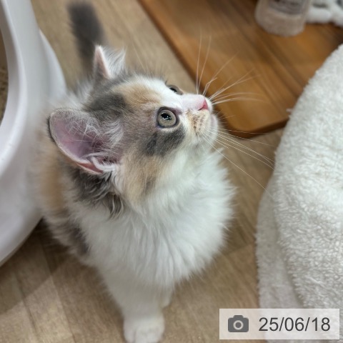 ラガマフィンの写真