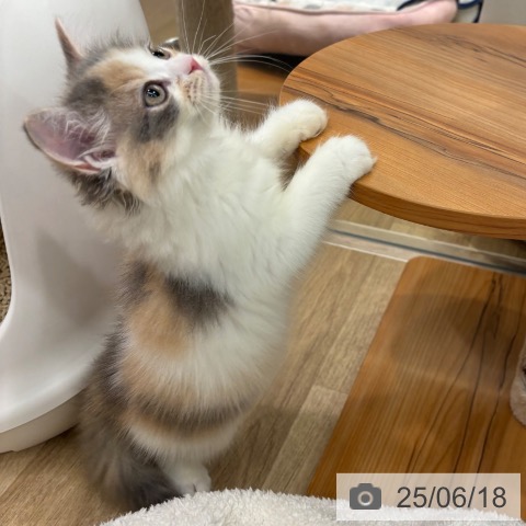ラガマフィンの写真