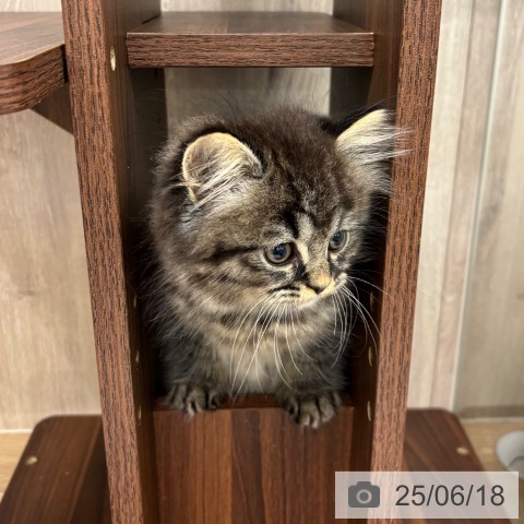 ラガマフィンの写真