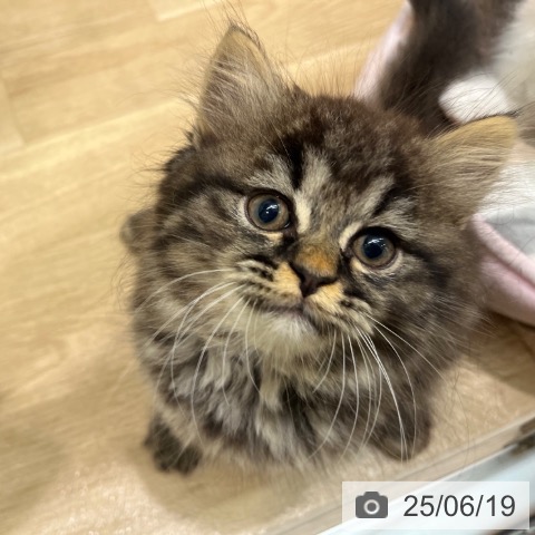 ラガマフィンの写真
