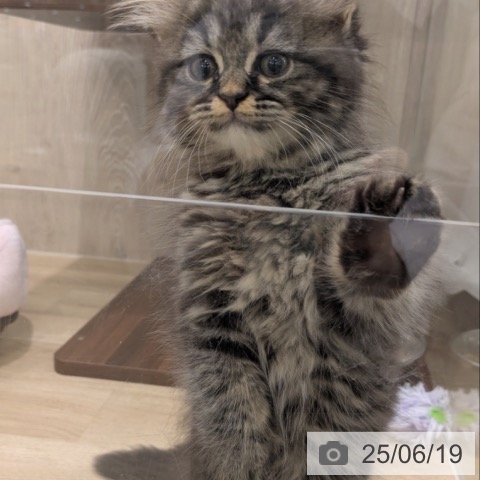 ラガマフィンの写真