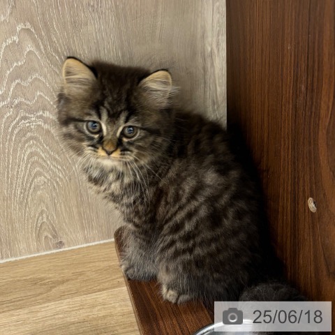 ラガマフィンの写真