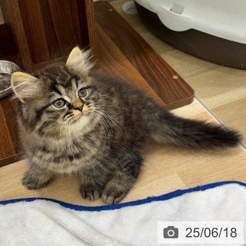 ラガマフィンの写真
