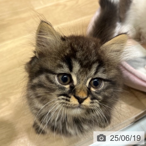 ラガマフィンの写真