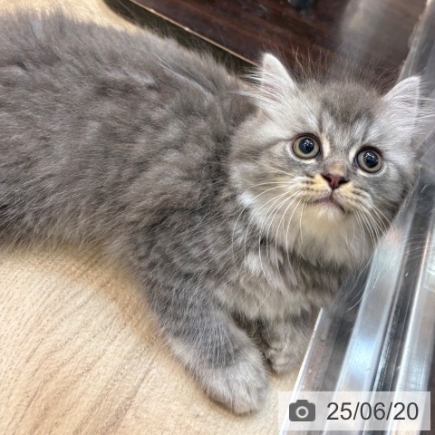 ラガマフィンの写真