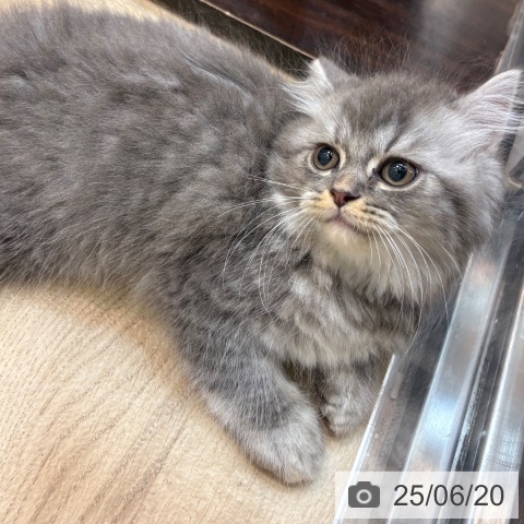 ラガマフィンの写真