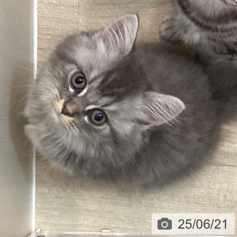 ラガマフィンの写真