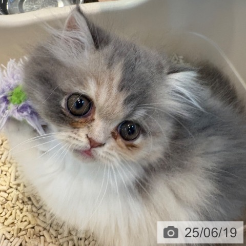 エキゾチックの写真