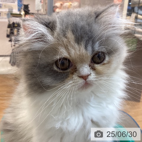 エキゾチックの写真