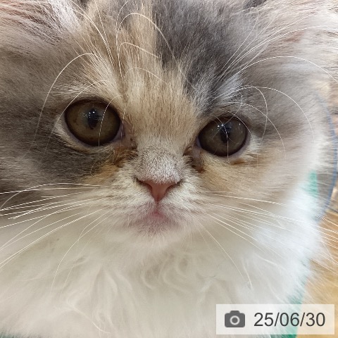エキゾチックの写真