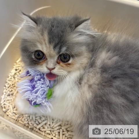 エキゾチックの写真