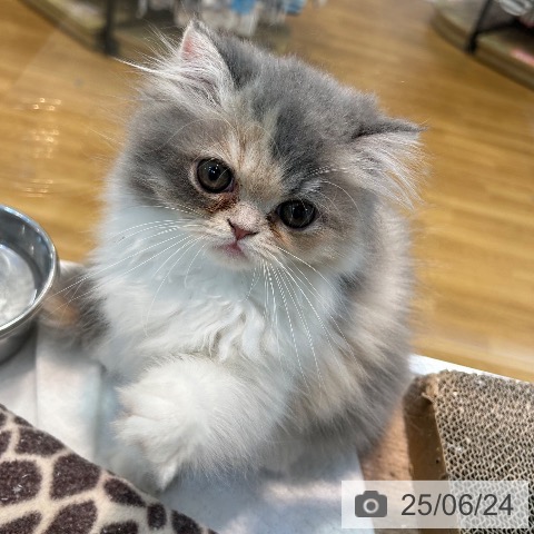エキゾチックの写真