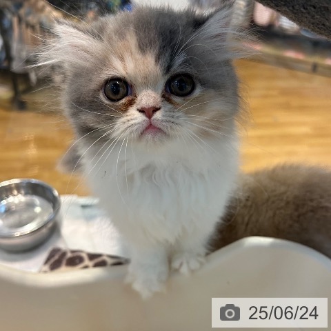 エキゾチックの写真