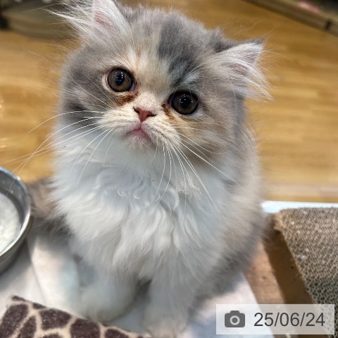 エキゾチックの写真