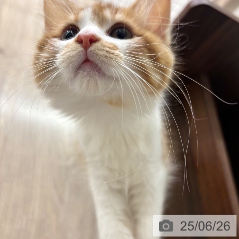 メインクーンの写真