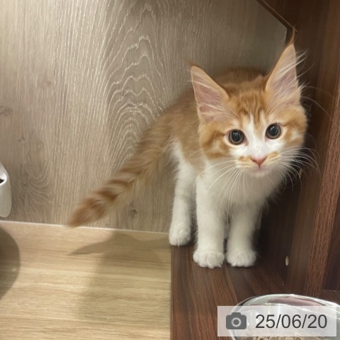 メインクーンの写真