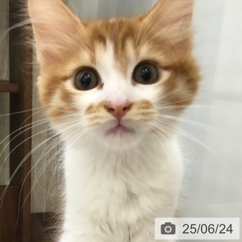 メインクーンの写真