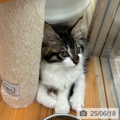 メインクーンの写真