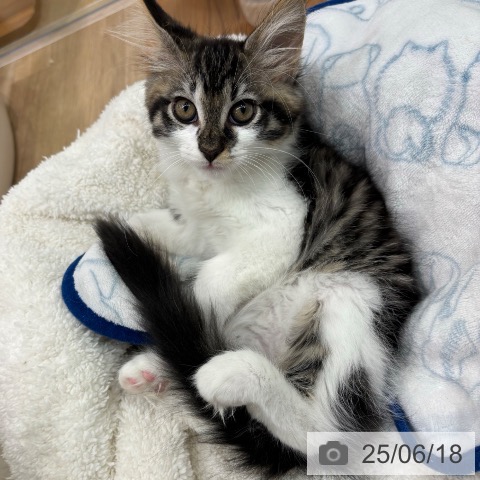 メインクーンの写真